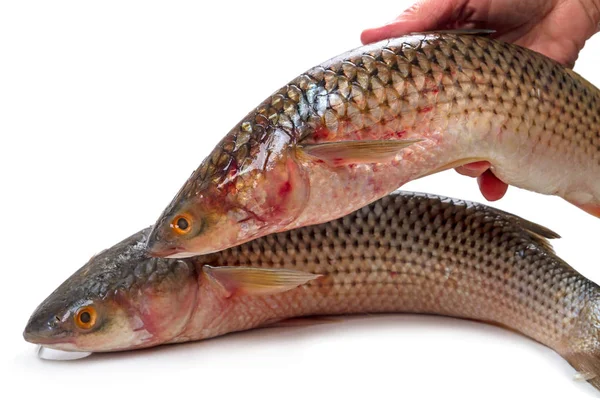 Fresh mullet in hand — Stock Photo, Image