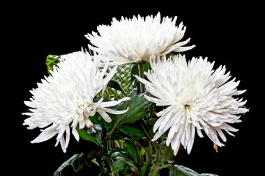 Bouquet of white chrysanthemums on a black clipart