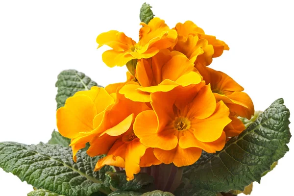 Orange Primula on white — Stock Photo, Image