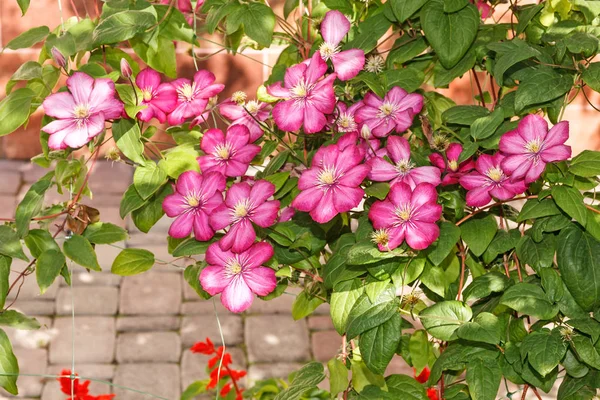 Buske med blommor rosa klimat — Stockfoto