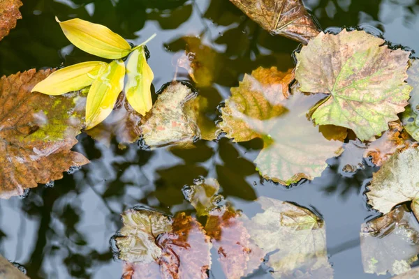 Фон с осенними листьями на воде — стоковое фото