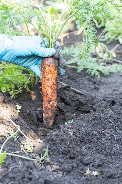 Karotten aus der Erde ziehen — Stockfoto