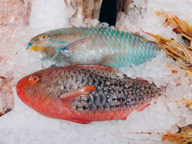 İki papağan balığı.