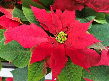 Kırmızı Noktalı Çiçek