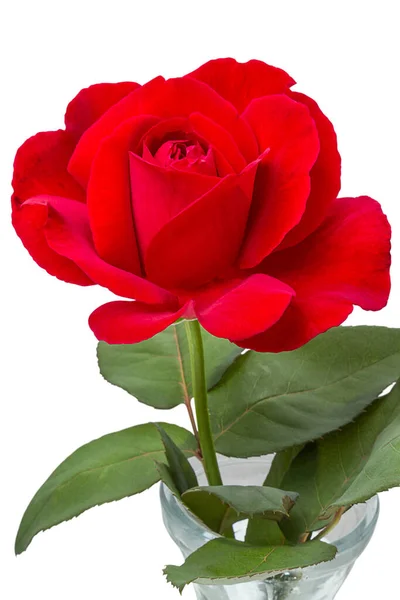 Όμορφο Κόκκινο Τριαντάφυλλο Ένα Γυάλινο Βάζο Απομονωμένο Λευκό Φόντο — Φωτογραφία Αρχείου