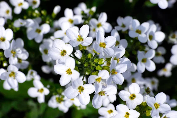 White Forget-Me-Not flowers