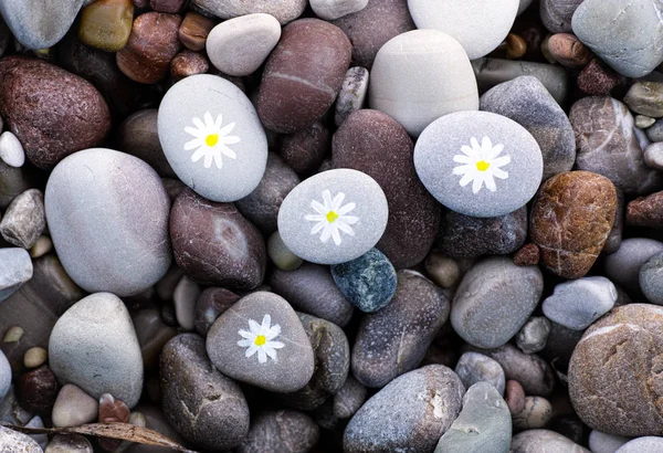 Pebbles with drawn chamomiles — Stock Photo, Image