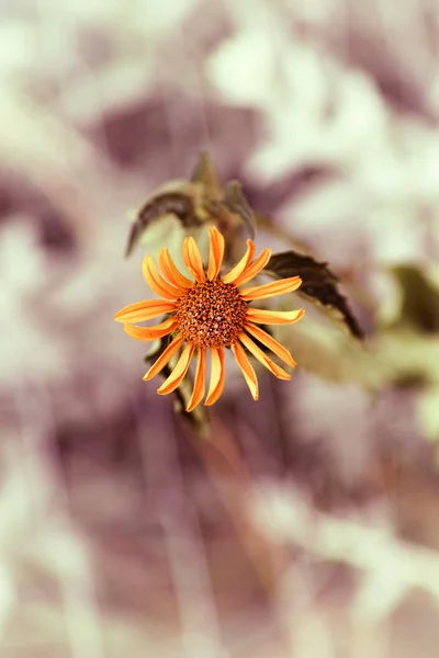 干黄色雏菊 — 图库照片