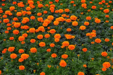 Turuncu marigold çiçek