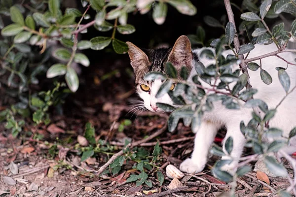 Streunende Katze versteckt sich im Gebüsch — Stockfoto