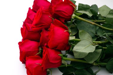 Beyaz arkaplanda kırmızı güller