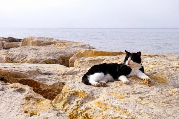 Svart och vitt gatan katt handpåläggning klippor nära havet — Stockfoto