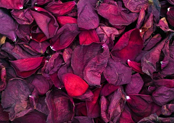 Torra kronblad från rosor bakgrund. — Stockfoto