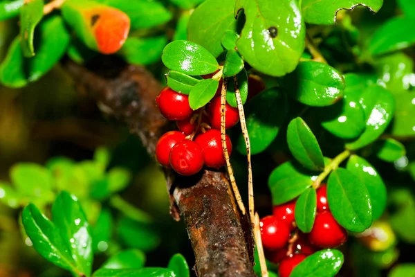 Fresh cowberries in the forest — Stock Photo, Image