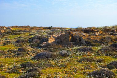Beyaz çiçekler ve taşlar ile bahar kara. Mavi gökyüzü.