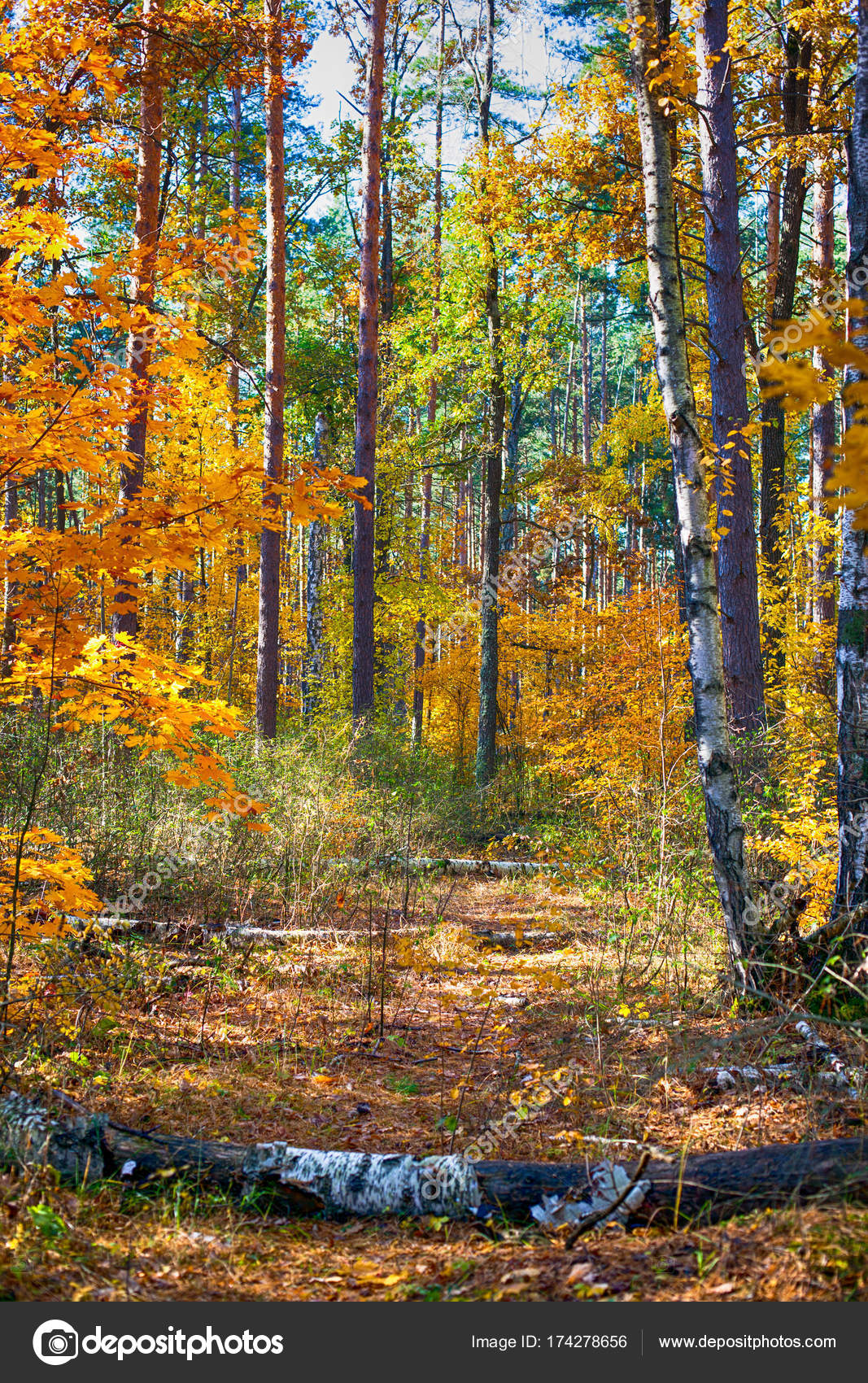 Fallen Birch Trees On Autumn Forest Path — Stock Photo © Rosinka79