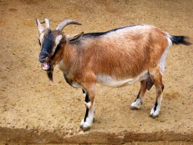 Goat in farm backyard.  clipart