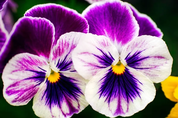 Twee paarse viooltjes in de tuin. — Stockfoto