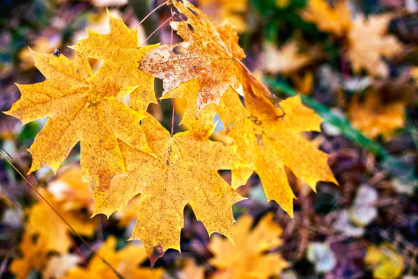 Ветвь кленово-желтых листьев в осеннем лесу — стоковое фото