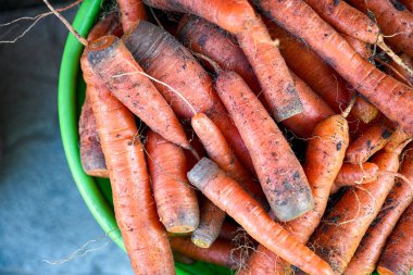 Kova içinde havuç.