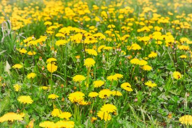 Sarı dandelions alan