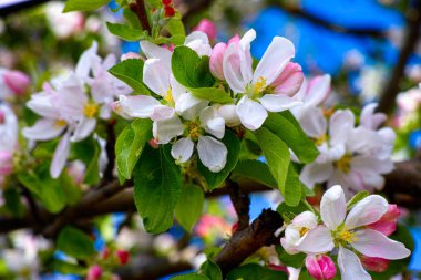 çiçekli elma ağacı
