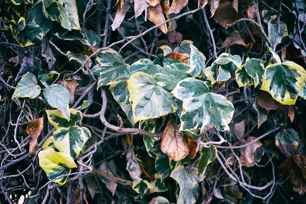 Närbild av murgröna blad. — Stockfoto