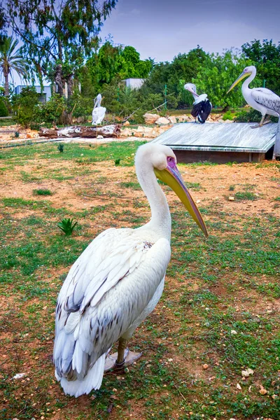 Pelikane im Zoo. — Stockfoto