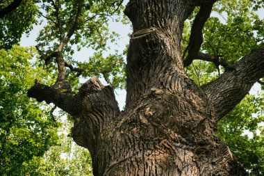 Eski meşe ağaç gövdesi