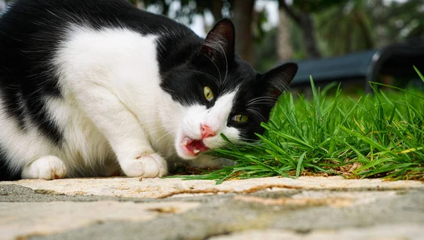 Preto e branco gato comer grama . — Fotografia de Stock