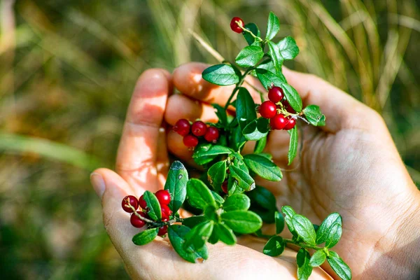 Preiselbeerzweige mit Beeren und Blättern in Frauenhand. — Stockfoto