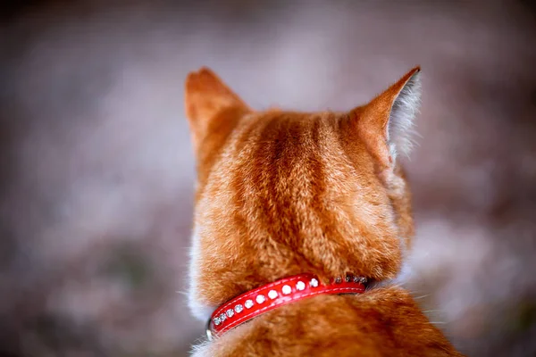 Gato jengibre sentado de nuevo en el cuello — Foto de Stock