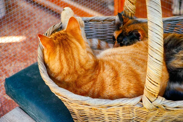 Дві коти сплять у кошику — стокове фото