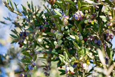 Zeytin zeytin ağacı üzerinde büyümek.