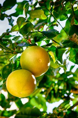 Ağaç üzerinde büyüyen iki greyfurt.