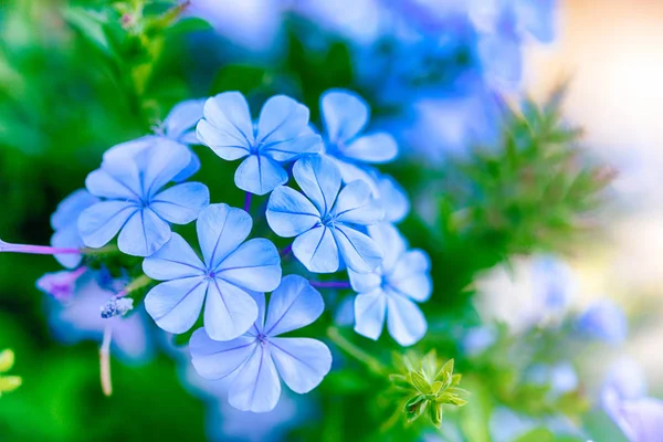 Krásné modré květy — Stock fotografie