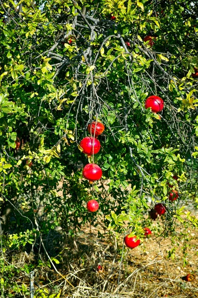 Granatäppleträd med mogna frukter. — Stockfoto