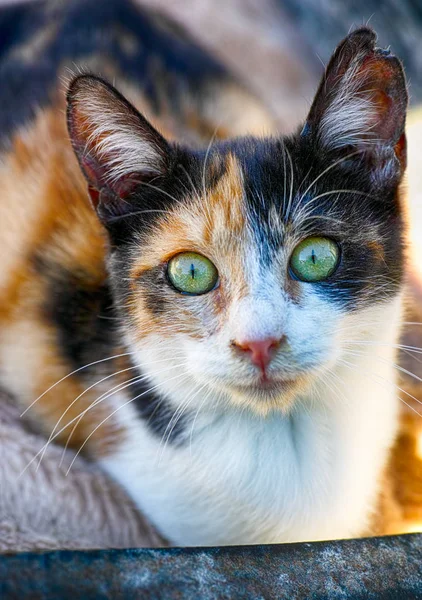 Portrait of calico cat.