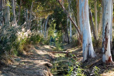 Okaliptüs grove akışında.