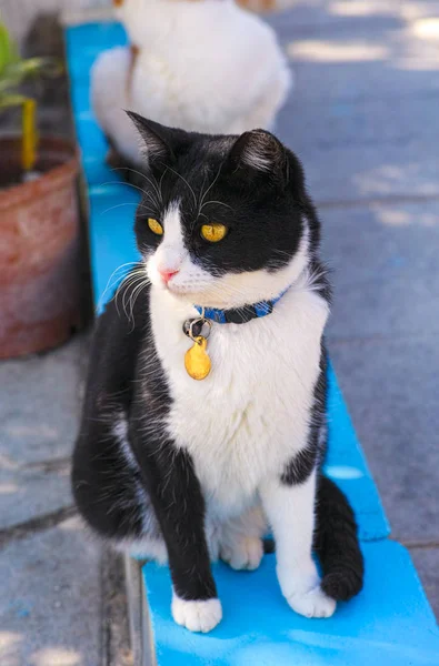Черно-белый кот в воротнике — стоковое фото