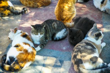 A lots-in cats dinlendirici. 