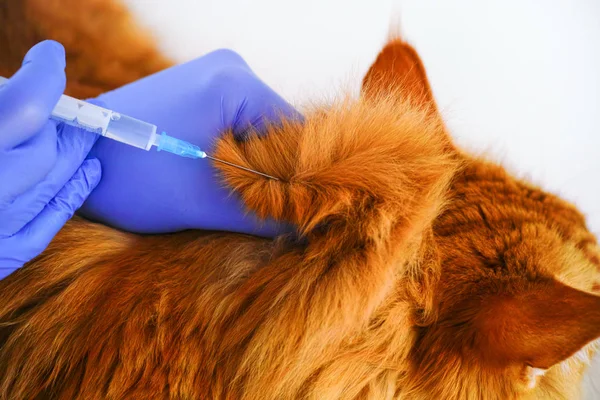 Kattvaccinering. Kvinnliga händer i medicinska handskar med spruta vacc — Stockfoto