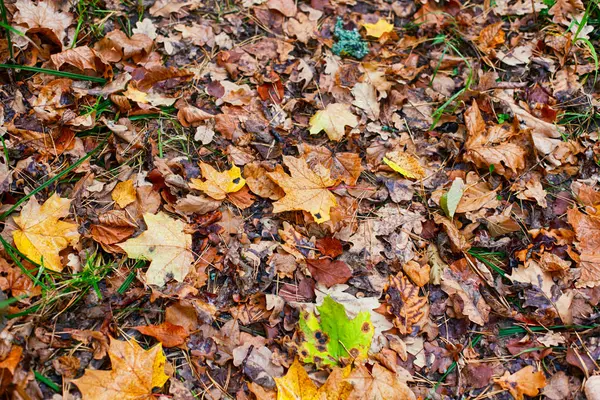 Осенний фон с опавшими листьями. Полная рамка . — стоковое фото