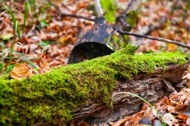 Sonbahar ormanlarında yosun yetişen bir kütük.
