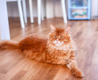 Ginger Maine Rakunu kedi içerde yerde yatıyor.. 