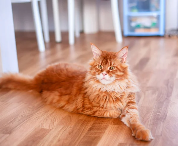Ingwer Maine Coon Katze liegt auf dem Boden in Innenräumen. — Stockfoto