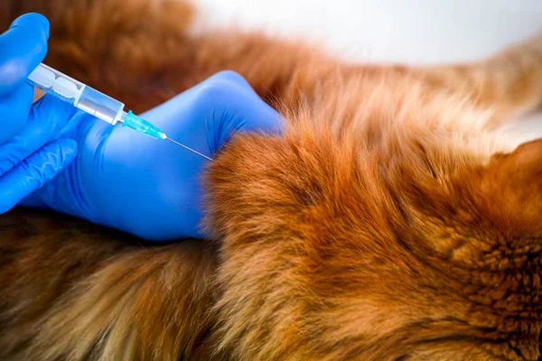 Womans hands in medical gloves with syringe vaccinating ginger c — 스톡 사진