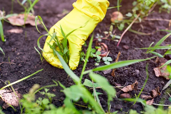 Frau mit gelbem Gartenhandschuh zieht Unkraut aus. — Stockfoto