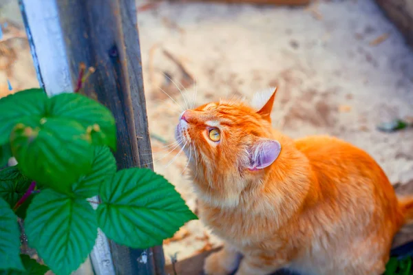 Ginger tabby gato sentado ao ar livre e olhando para cima . — Fotografia de Stock