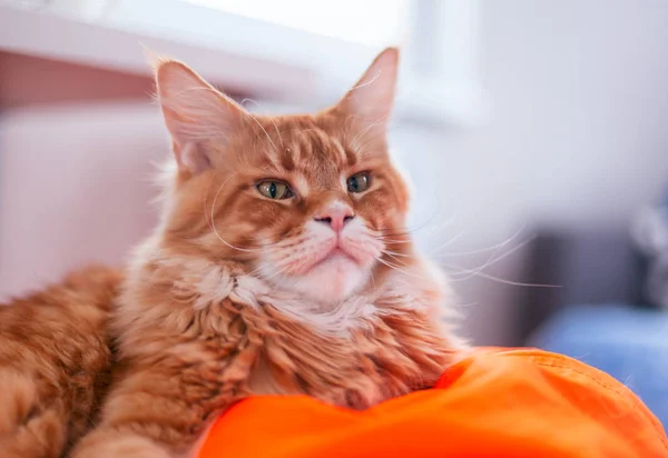 Retrato de gengibre Maine Coon dentro de casa . — Fotografia de Stock